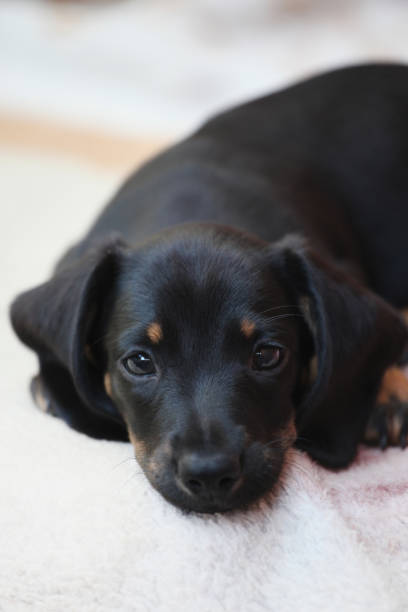 istock Dachshund Dog Spring Garden 954826984