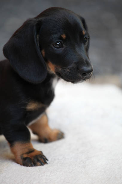 istock Dachshund Dog Spring Garden 954827034