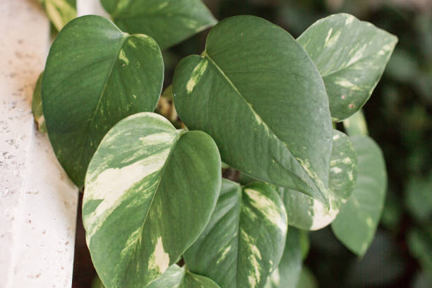 istock Golden Pothos Plant 954829588