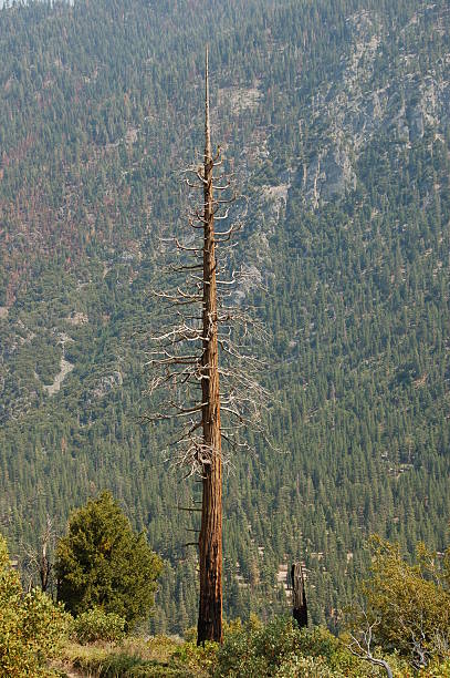 Toter Baum spire – Foto