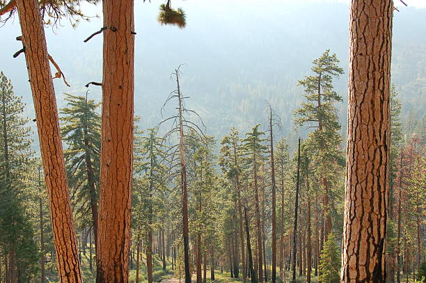 Árboles del bosque - foto de stock