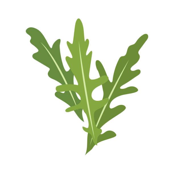 ilustraciones, imágenes clip art, dibujos animados e iconos de stock de icono de rúcula o rúcula - arugula salad plant leaf