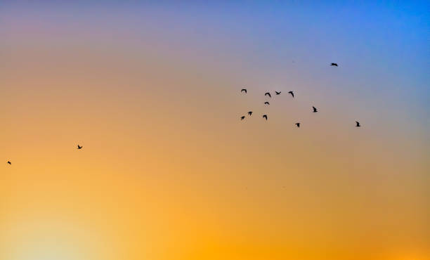 istock Silhouette of birds at sunset 954830680