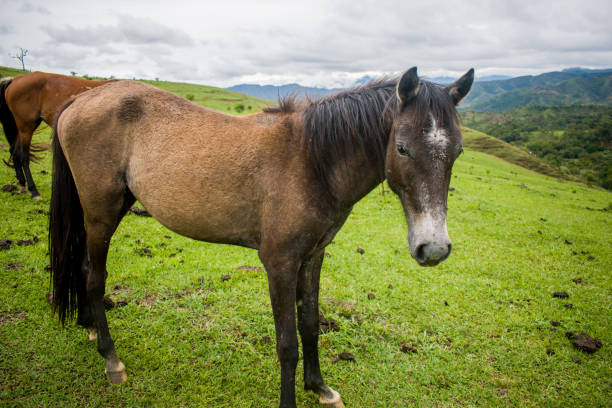 istock HORSE IN GREEN MOUNTAIN 954830894