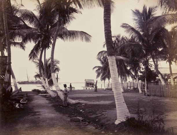 istock Myrtle Lawn, Kingston Jamaica Palm Trees 954833746