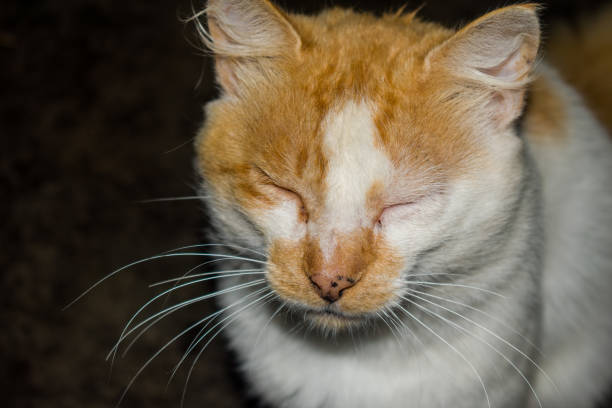 istock EYES OF A YELLOW CAT 954833910