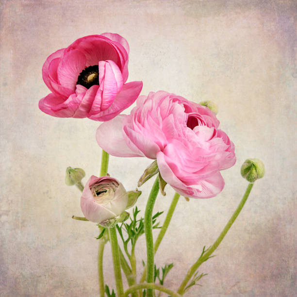 istock Trio of Ranunculus flowers 954834186