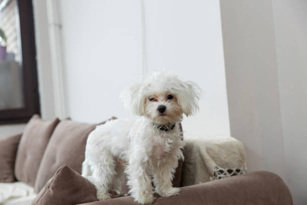 istock Maltese in the apartment 954834188