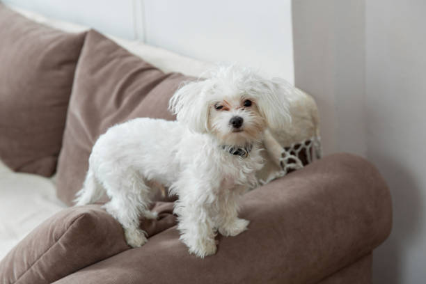 istock Maltese in the apartment 954834202