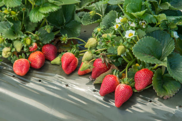 close-up of ripening strawberries on the vine - berry vine imagens e fotografias de stock