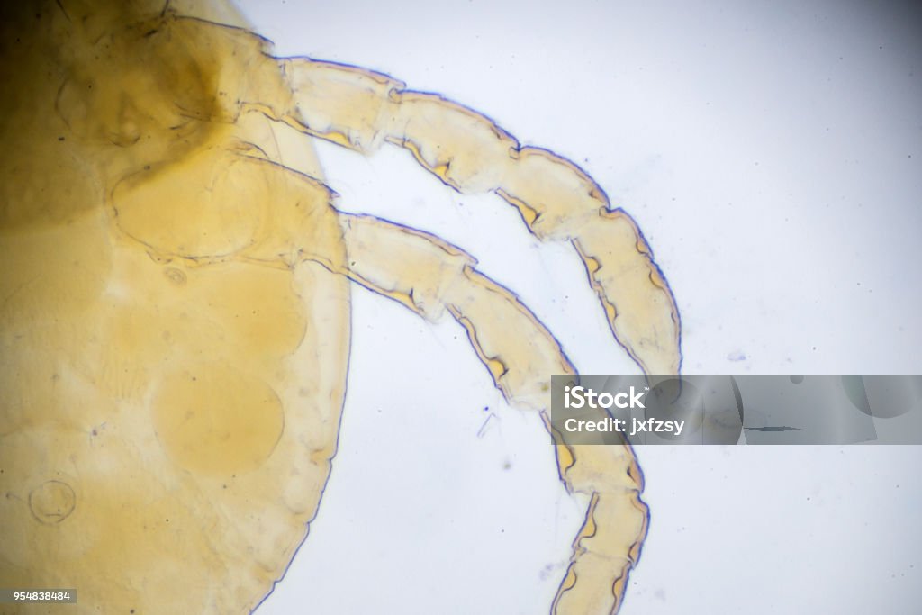 Light Microscope Mite Mite Under Light Microscopy Stock Photo - Download Image Now - Animal ...