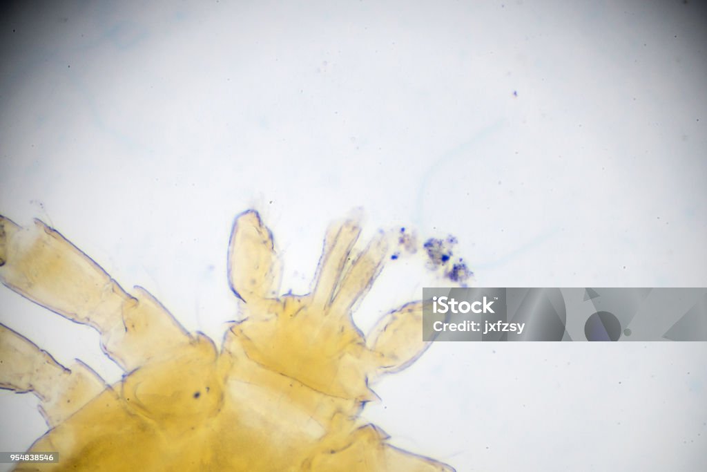 Light Microscope Mite Mite Under Light Microscopy Stock Photo - Download Image Now - Animal ...