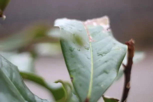 Just a leaf with a drop of water