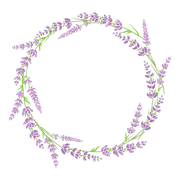 Disposizione della corona di fiori di lavanda verde viola. - illustrazione arte vettoriale