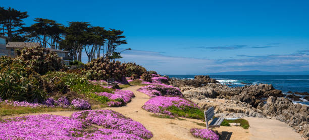 istock California purple 954839622