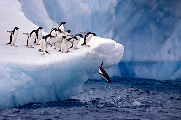 Last One In!  penguin stock pictures, royalty-free photos & images