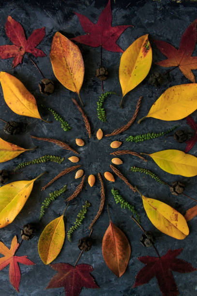 istock Autumn leaves in mandala shape flat lay on dark background. Botanic natural meditative technic for calm down 954842146