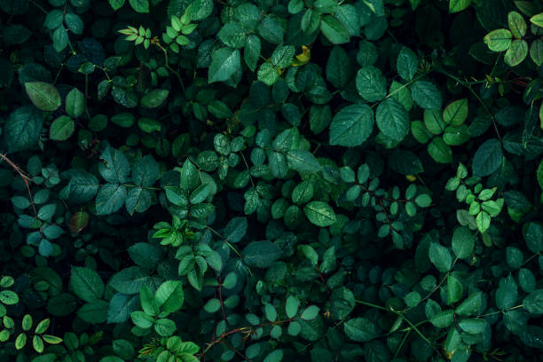 istock Green plant leaves background, top view. Nature spring concept 954842536