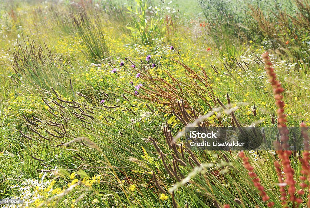 Fiori selvatici - Foto stock royalty-free di Agosto