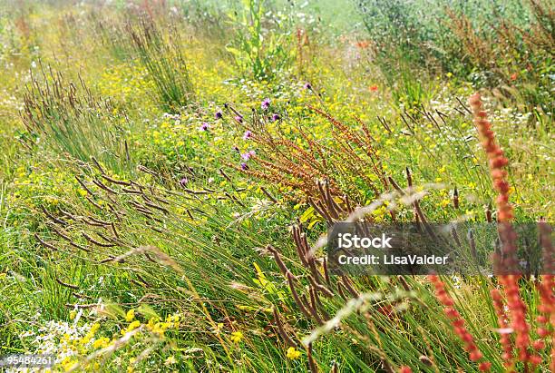 Fiori Selvatici - Fotografie stock e altre immagini di Agosto - Agosto, Agricoltura, Allergia