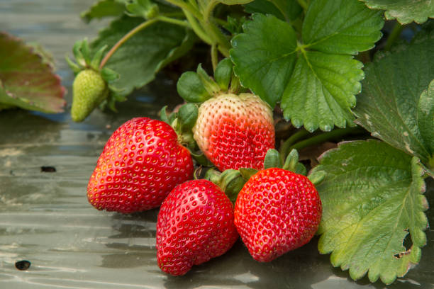 nahaufnahme der reife erdbeeren am rebstock - strawberry vine stock-fotos und bilder