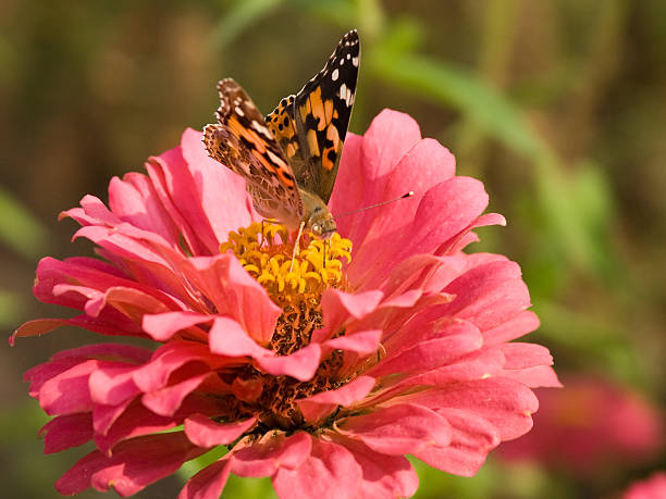 Butterfly stock photo