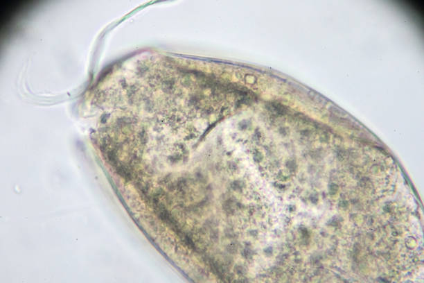 istock ova of fasciolopsis under light microscopy 954843954