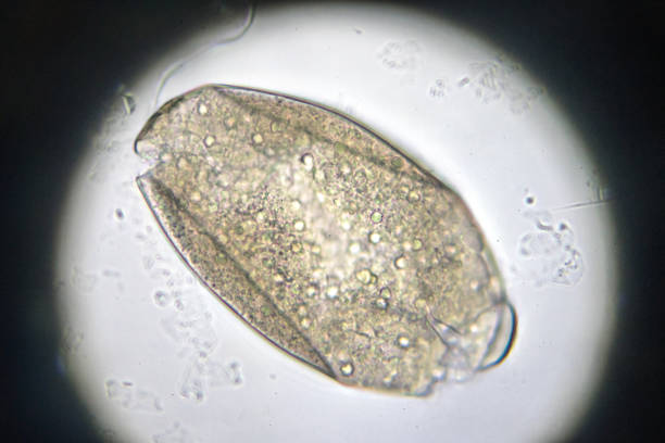 istock ova of fasciolopsis under light microscopy 954844014