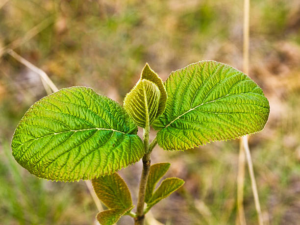 Fresh leaves stock photo