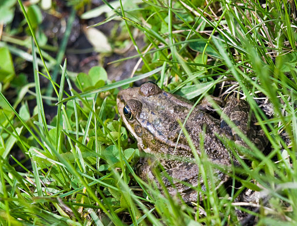 Frog in the grass stock photo