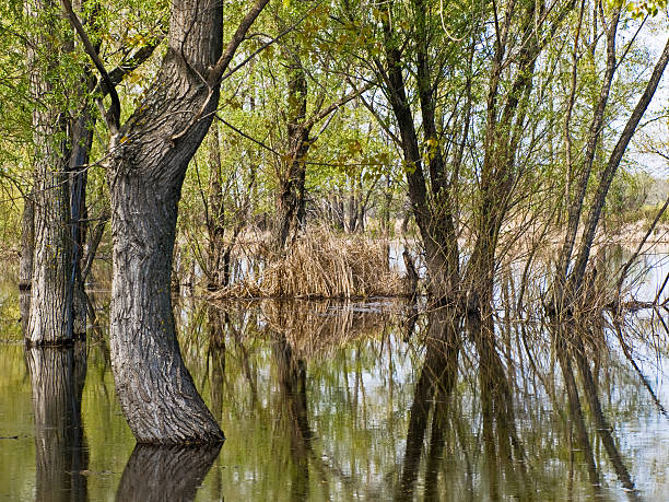 Flooded trees stock photo