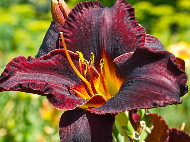 Day Lily stock photo