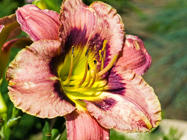 Pink Day Lily stock photo