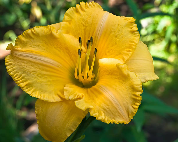 Yellow Day Lily stock photo