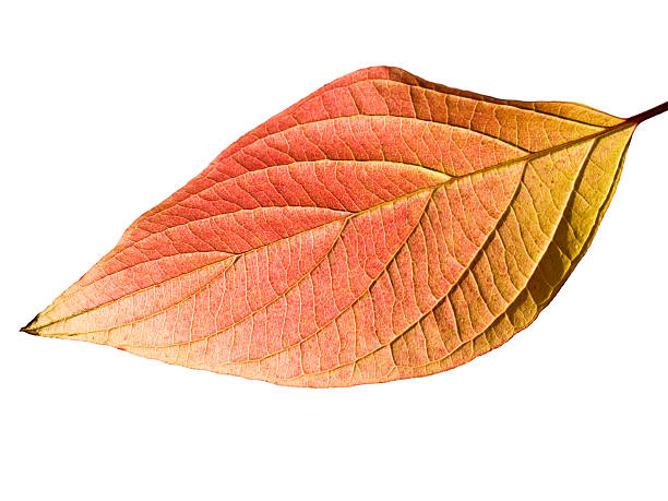 Autumn leaf stock photo