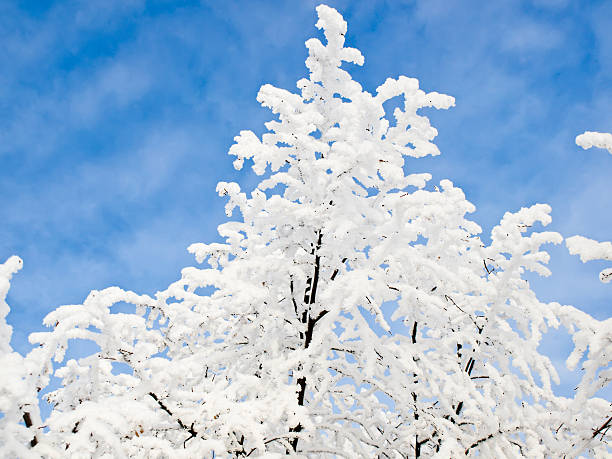 Frost branches stock photo