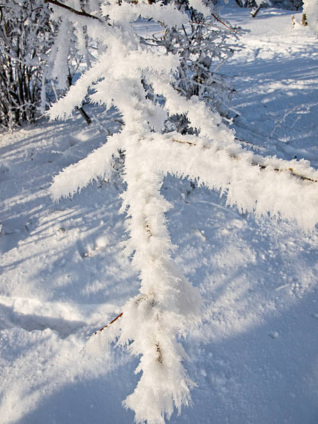 Winter freshness stock photo