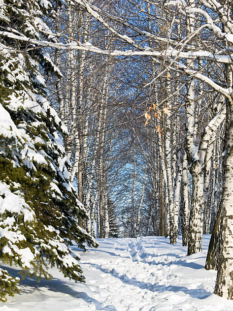 Winter walkway stock photo