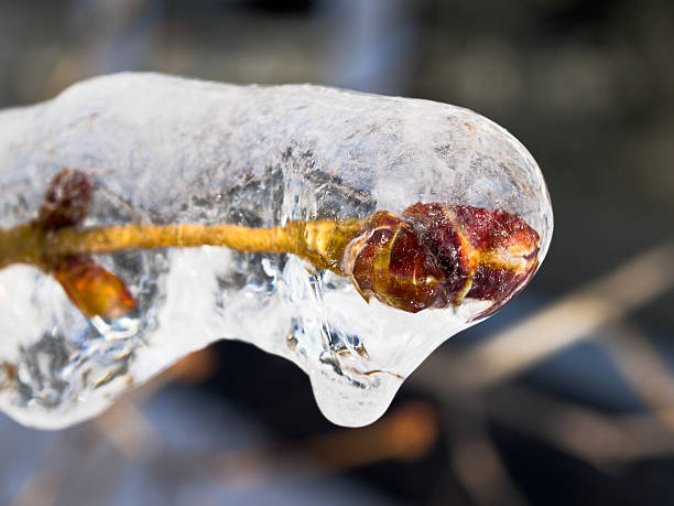 Ice covered buds stock photo