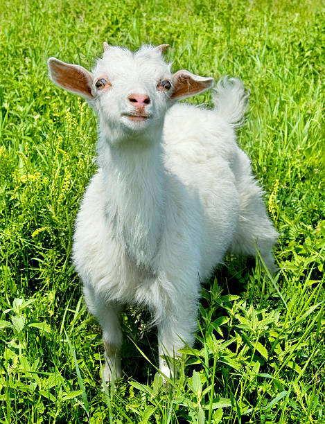 animal kid stock photo