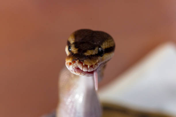 100+ Snake Boa Constrictor Feeding Stock Photos, Pictures & Royalty ...
