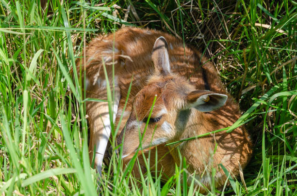istock A Small Deer Resting And Hiding In The Grass 954848658