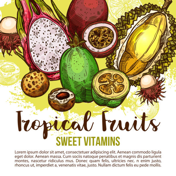 ilustraciones, imágenes clip art, dibujos animados e iconos de stock de cartel de frutas tropicales del bosquejo de la exótica baya asia - feijoo