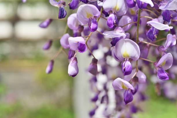istock Japanese wisteria 954852472