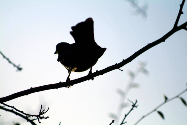 istock Black crow silhouette in a tree in sunset 954854598