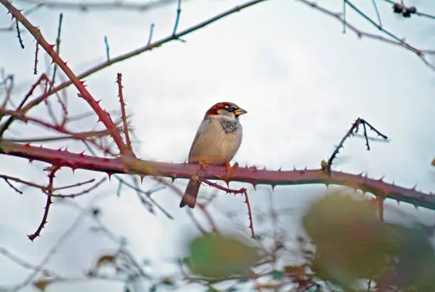 Sparrow in A Sting branch in the netherlands