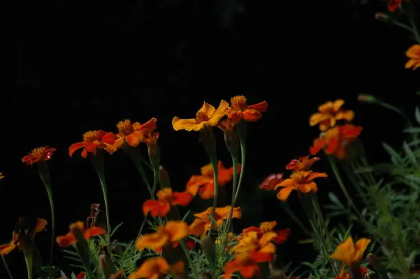 Orange flowers with A black blackground growing in nature in sunset