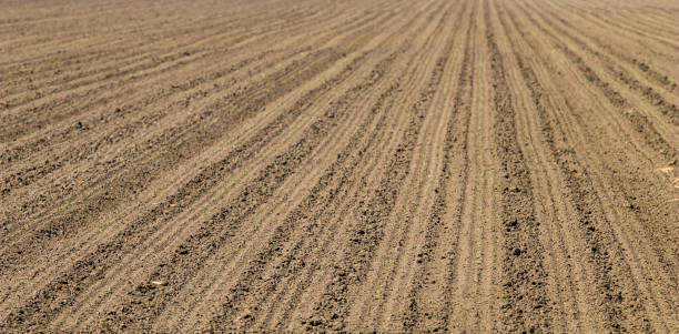 istock Sowed field. Agricultural fields in spring. Sowing crops. 954856024