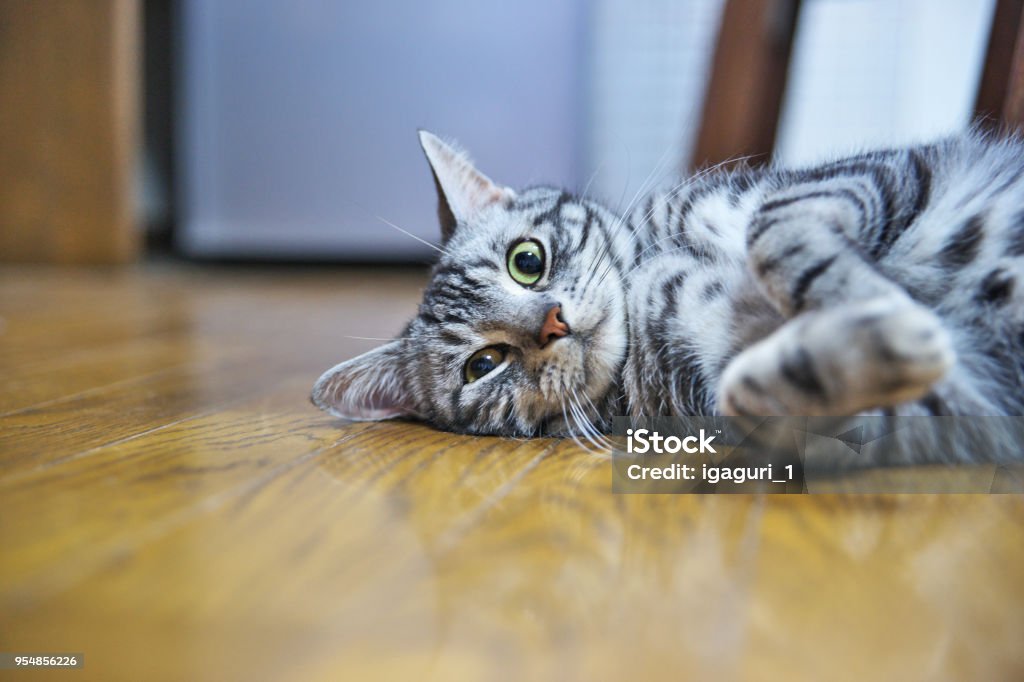 Cat Shorthair Cat Stock Photo