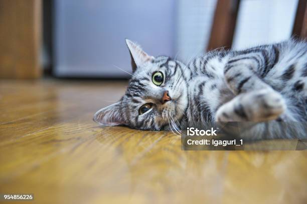 Cat Stock Photo - Download Image Now - Shorthair Cat, Animal, Animal Body Part